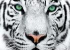 Incontro e proiezioni "Con occhi di tigre. Lezioni di vita dai grandi felini"